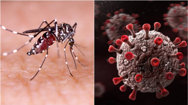 West Nile Virus Cases Increase In The Country