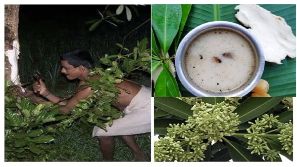 Aati Kashaya In Tulunadu