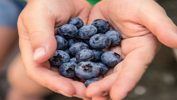 What Happens If You Eat Blueberries Every Day Benefit Of Blueberries