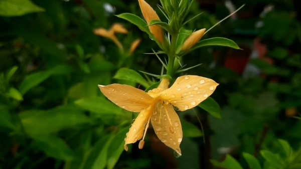 Health Benefits Of Vajradanti Plants Here Is List Of Benefits Health Benefits Of Vajradanti Plants Here Is List Of Benefits