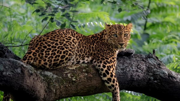 Can You Spot What s Extraordinary About This Leopard Photo