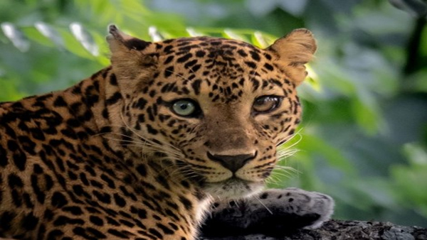 Can You Spot What s Extraordinary About This Leopard Photo