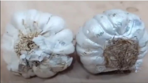 Fake Garlic Has Spotted In Market Video Gone Viral
