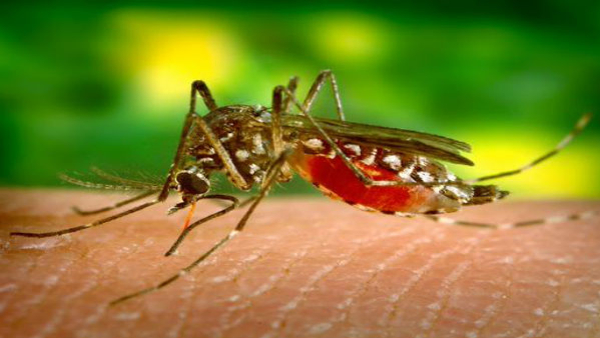 How To Find Out Which Is A Dengue Mosquito What Is Its Structure