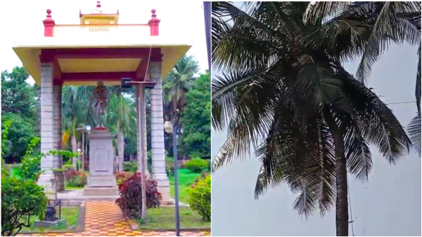 Gandhi Couple Planted A Coconut Tree When They Visited To Shivmogga
