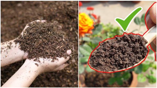 Is It Ok To Put Tea Powder On Plants How To Make Fertilizer Using Tea Ground