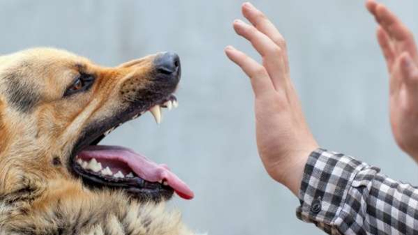 Man Exhibits Bizarre Behavior After Dog Bite Bites Locals And Consumes Raw Meat