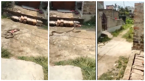 Surprising Heist Sneaky Snake Snatches Slipper in Shocking Theft