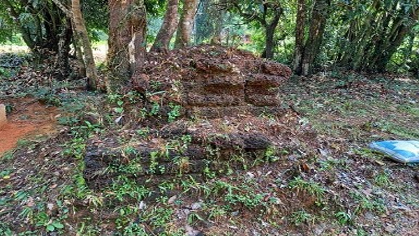 How Nagarabana Formed Story Behind Mystery Of Naga Temple How Nagarabana Formed Story Behind Mystery Of Naga Temple