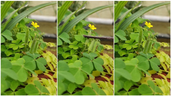 Touch-Me-Not Wonder Wood Sorrel Plant Has a Unique Trick Up Its Sleeve - It Launches Seeds When Touched