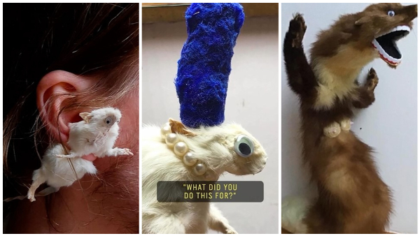 Unconventional Art Artist Transforms Frozen Rodents into Functional Pencil Cases