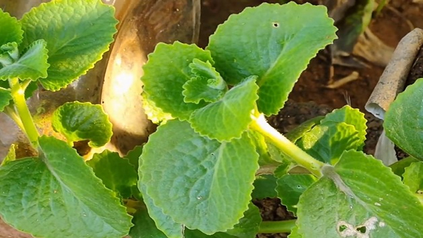 Health Benefits Of Ajwain Leaves In Kannada