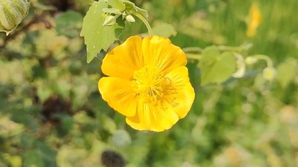 Health Benefits Of Atibala Flower In Kannada