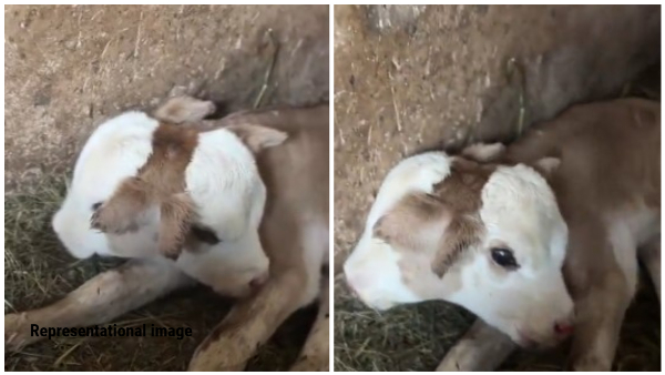 Calf Born With Two Heads Draws Locals In Shock