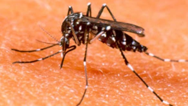 Government Has Declared Dengue As An Epidemic Disease