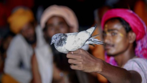 Pigeon Feeding In India Linked To Serious Lung Disease Epidemic