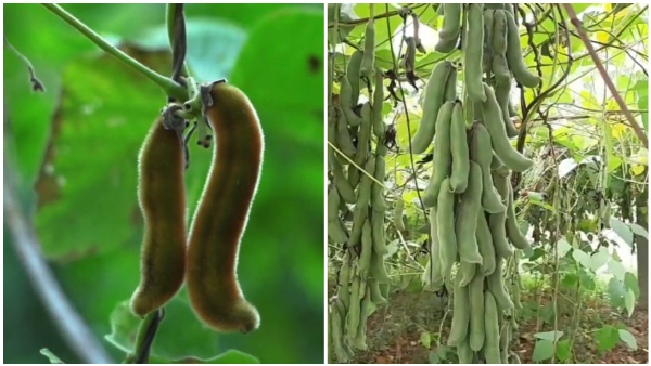 Home Remedies Health Benefits Of Nasagunni Herbal Velvet Bean