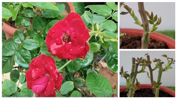 How To Plant A Rose Plant Tips To Gardening Rose Plant