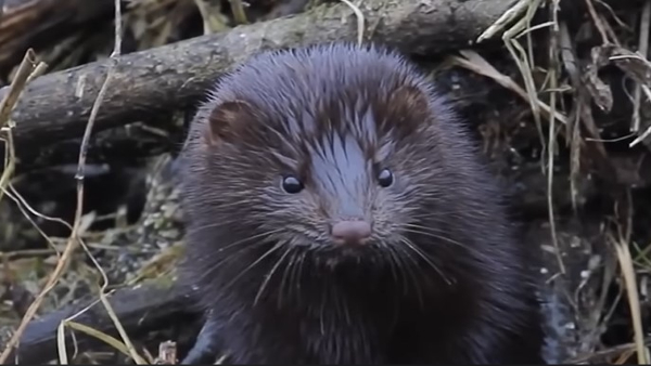 Worrying New Mink Virus Poses Pandemic Risk