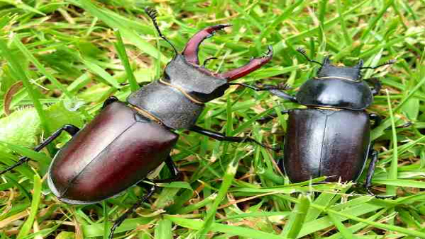 A New Species Of Beetle Found In Bangalore Do You Know Where