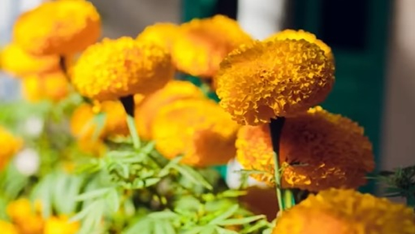 These 5 Plants Helps To Keep Away Bugs From Your Home These 5 Plants Helps To Keep Away Bugs From Your Home