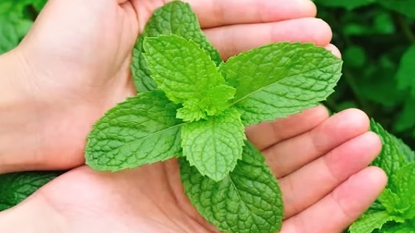 These 5 Plants Helps To Keep Away Bugs From Your Home These 5 Plants Helps To Keep Away Bugs From Your Home