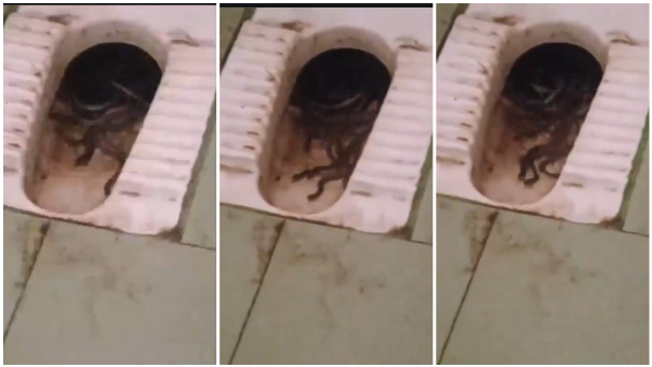 Baby Snakes In The College Toilet Video Gone Viral
