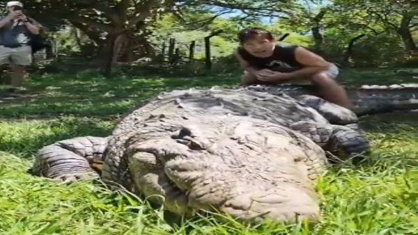 The World s Oldest Crocodile Who Has 6 Wives and 10 000 Babies