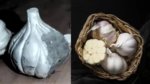China Garlic