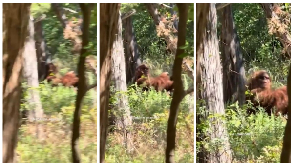 Clearest Big Foot Video Ever Recorded Gone Viral