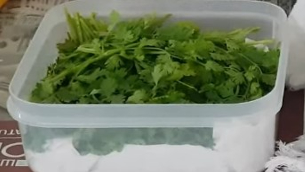 How To Store Coriander Leaves For Long Time At Home In Kannada