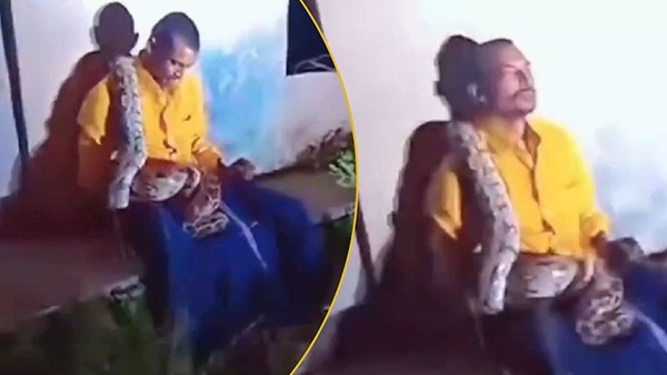 Huge Python coiled drunk man