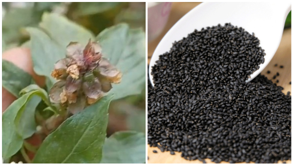How To Grow Kamakasturi Plant At Home Benefits Of Kamakasturi