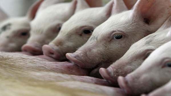 Bird Flu Detected In Pigs For The First Time