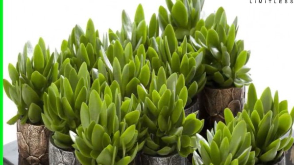 Crassula plant Is Becoming Popular Among Locals
