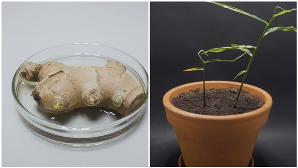 How To Grow Ginger At Home See This Video