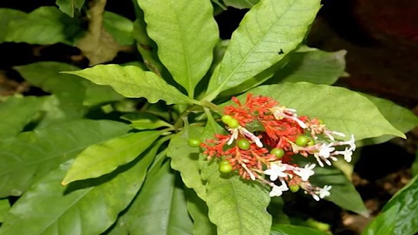 Sarpagandhi Plant Is A Remedy For Nervous Weakness Fever And Many More