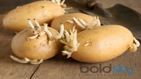 Can We Eat Sprouted Potatoes What Harm They Can Do With You