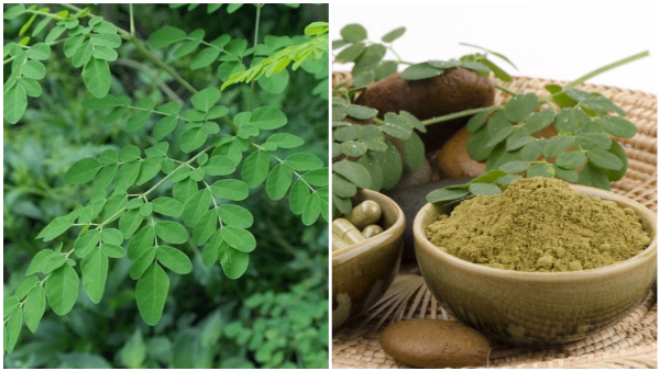 Moringa Can Boosting collagen To Achieving Radiant Skin