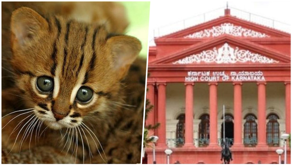 Husband Cared More For Pet Cat Than Me Wife Goes To Court