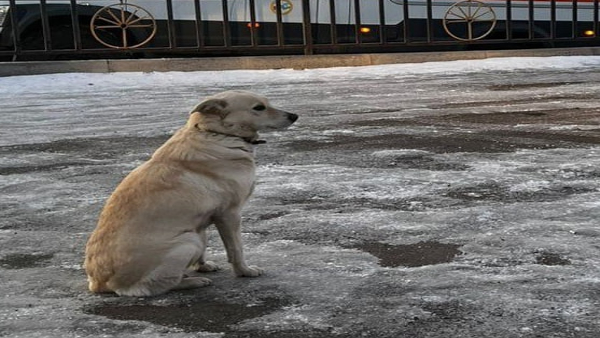 Russian Dog Waits Its Dead Owner For 4 Days
