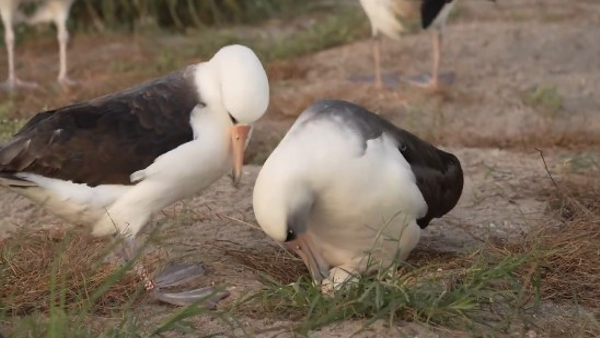 The World s Oldest Bird Laid Its 60th Egg