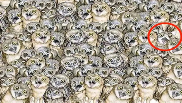 Can You Find A Cat In This Picture Whithin A 5 Seconds Can You Find A Cat In This Picture Whithin A 5 Seconds