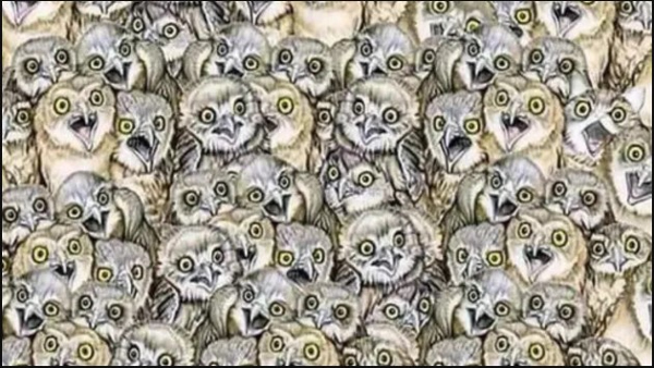 Can You Find A Cat In This Picture Whithin A 5 Seconds Can You Find A Cat In This Picture Whithin A 5 Seconds