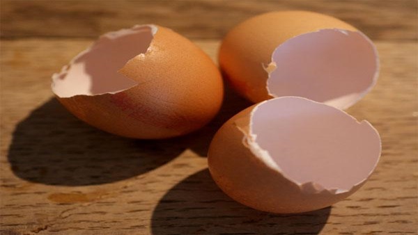 Benefit Of Egg Shell Benefit Of Egg Shell