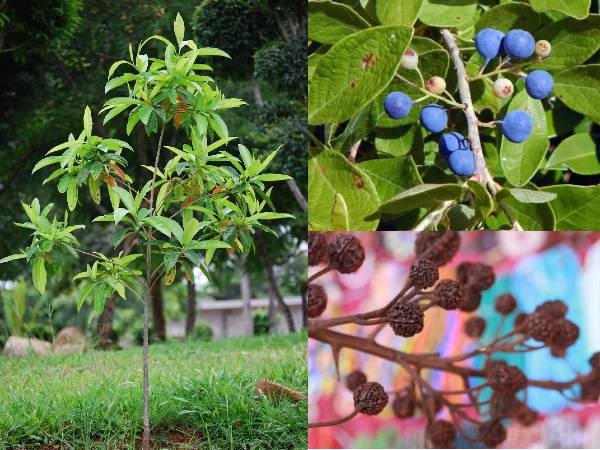 How To Grow A Rudraksha Plant Here Some Tips