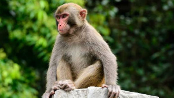 New Vaccine Brings Hope For Kyasanur Forest Disease New Vaccine Brings Hope For Kyasanur Forest Disease