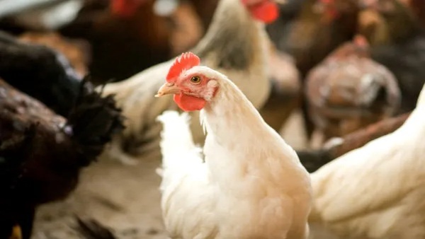 Bird Flu in Karnataka