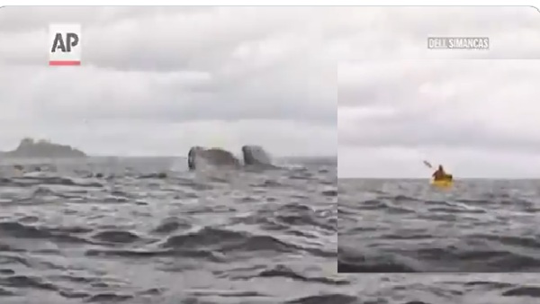Whale Swallowed A Kayaker Whale Swallowed A Kayaker