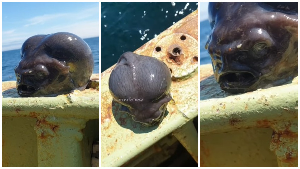 Bizarre Sea Creature Caught On Camera Fishermen Stunned By Mysterious Find